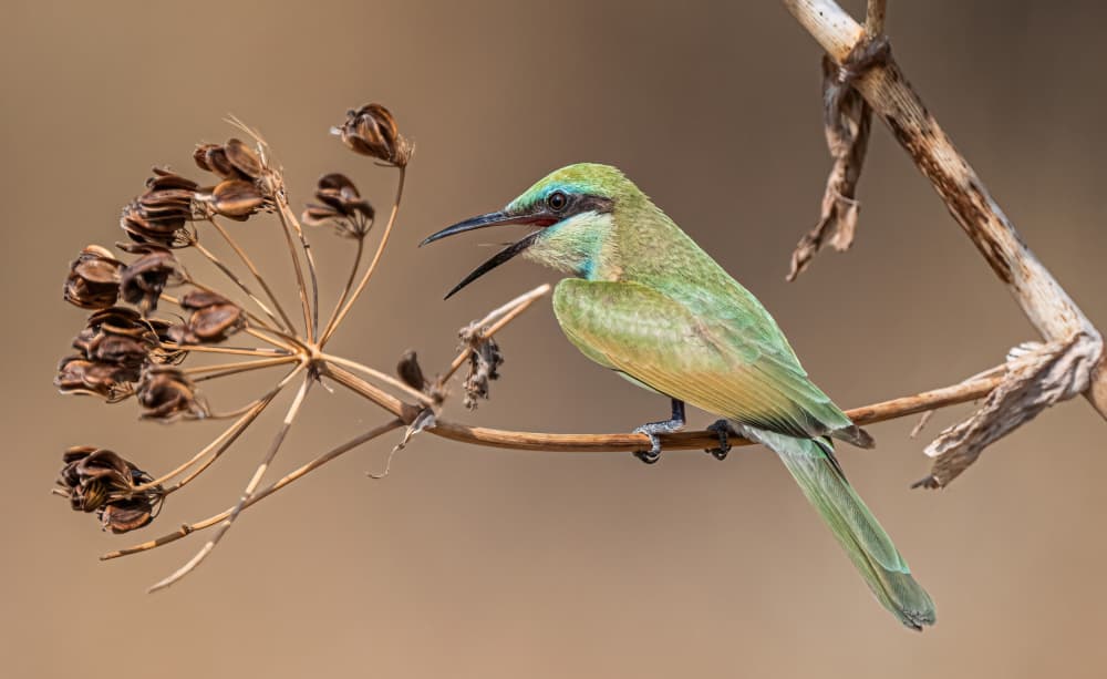 Green Bee-Eater Perched by Eldad Levin — canvas wall art