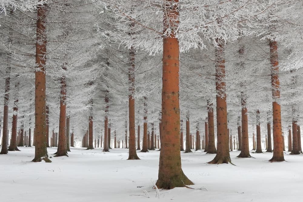 Winter Pine Forest