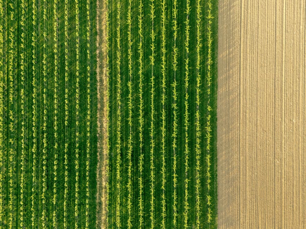 Green Vineyard Rows by Primož Kožuh — canvas wall art