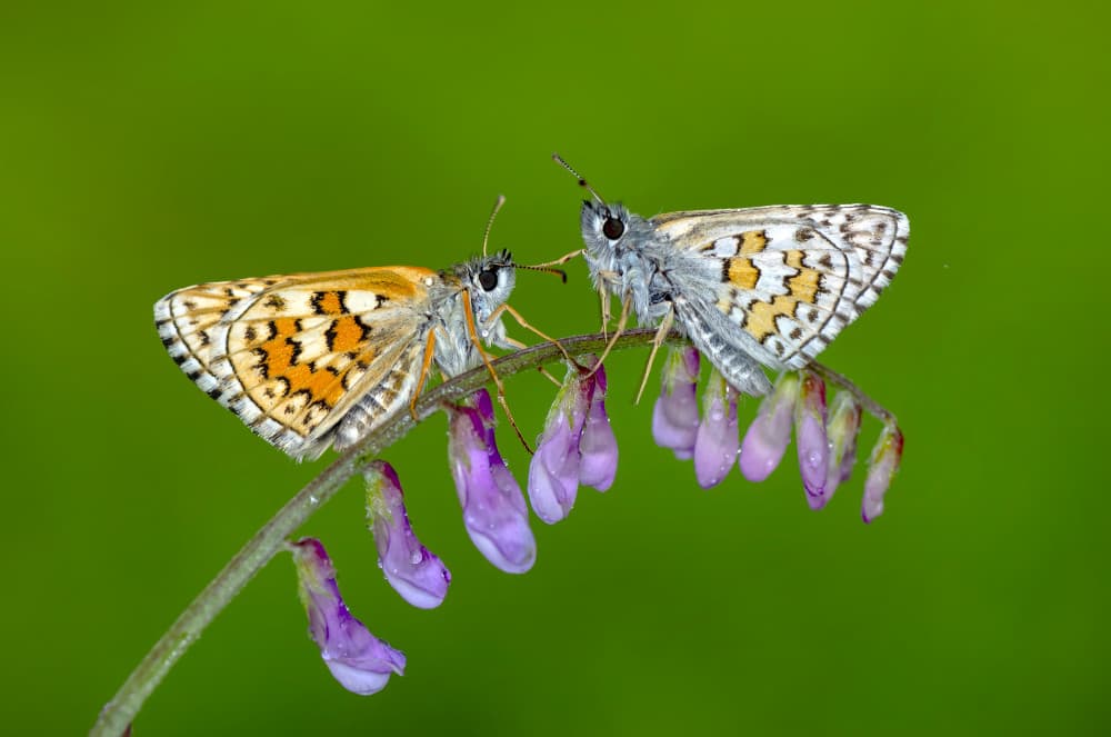 Two Butterflies On Bloom by Mustafa öztürk — canvas wall art
