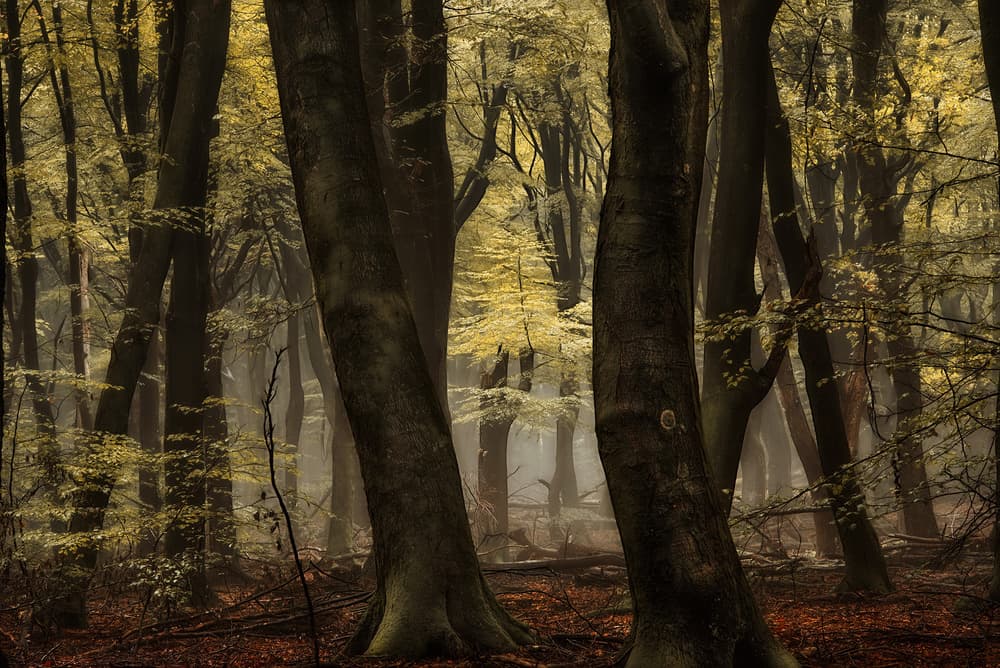 Misty Autumn Forest by Lars van de Goor † — canvas wall art