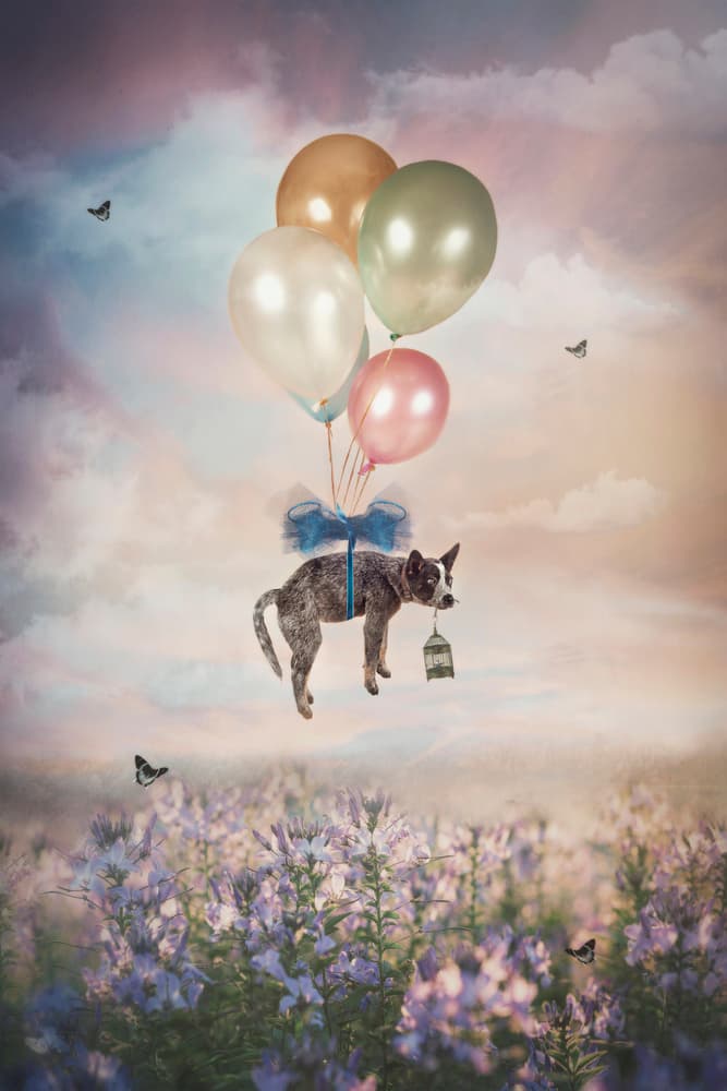 Flying Dog Balloons by Carola Kayen-Mouthaan — canvas wall art