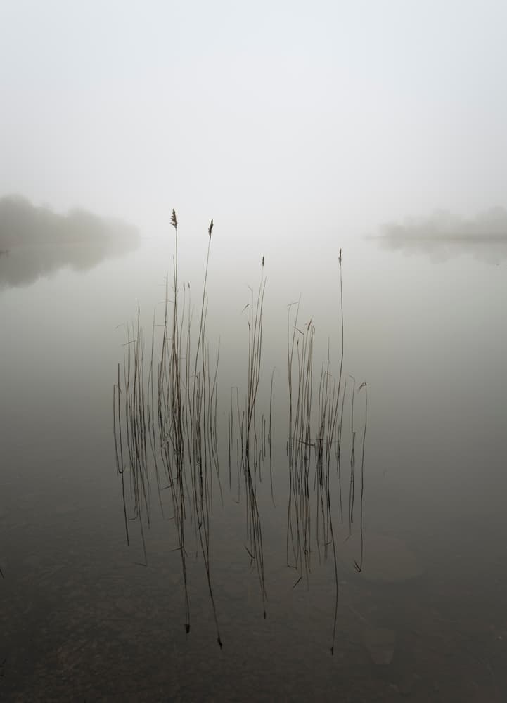 Misty Lake Reeds by David Ahern — canvas wall art