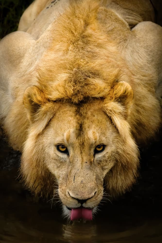 Intense Lion Drinking by Adrian — canvas wall art