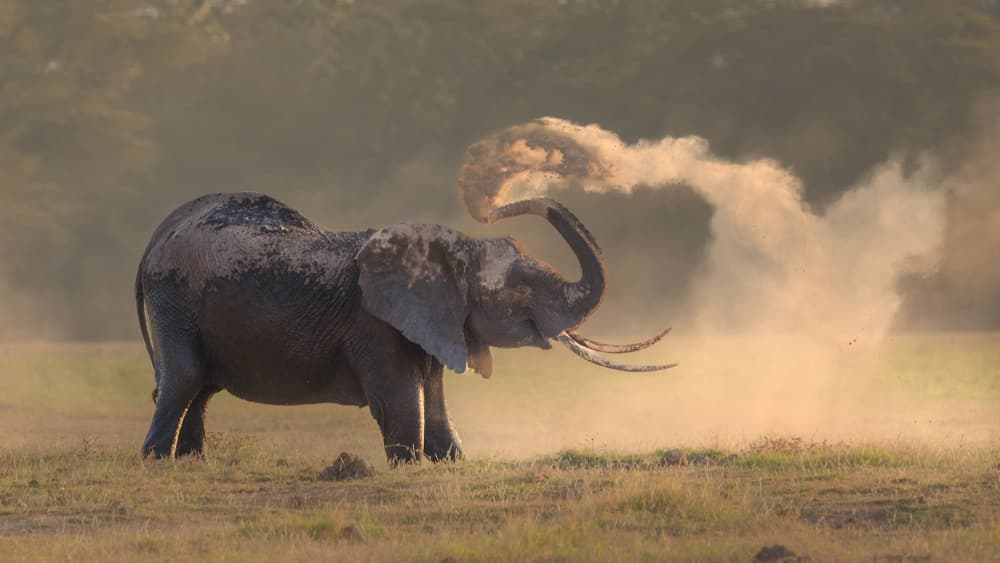 African Elephant Dust Bath by Yun Thwaits — canvas wall art