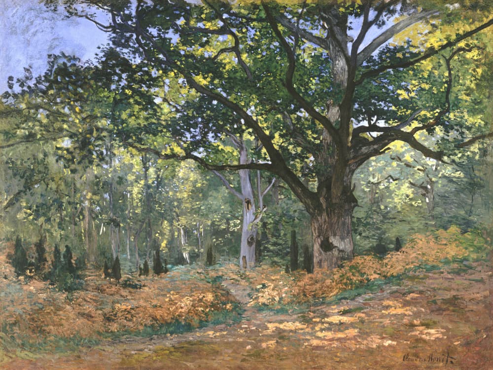 The Bodmer Oak, Fontainebleau Forest (1865) By Claude Monet by Claude Monet — canvas wall art