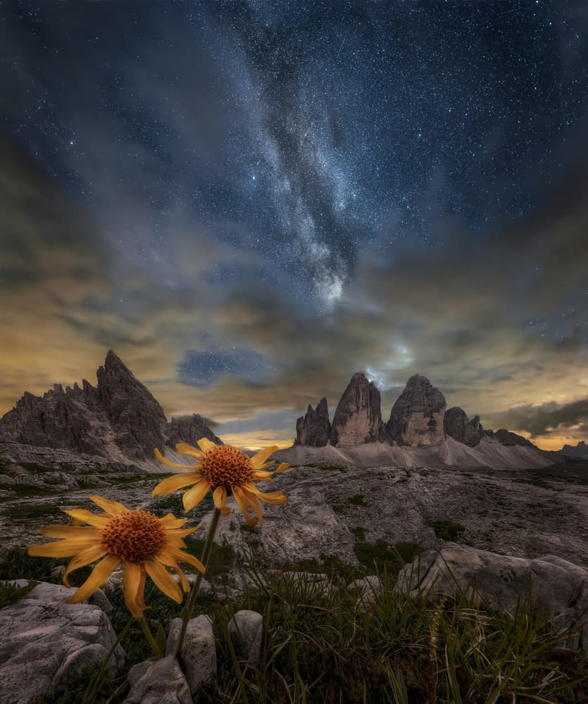 Starry Mountain Flowers by Alberto Ghizzi Panizza — canvas wall art