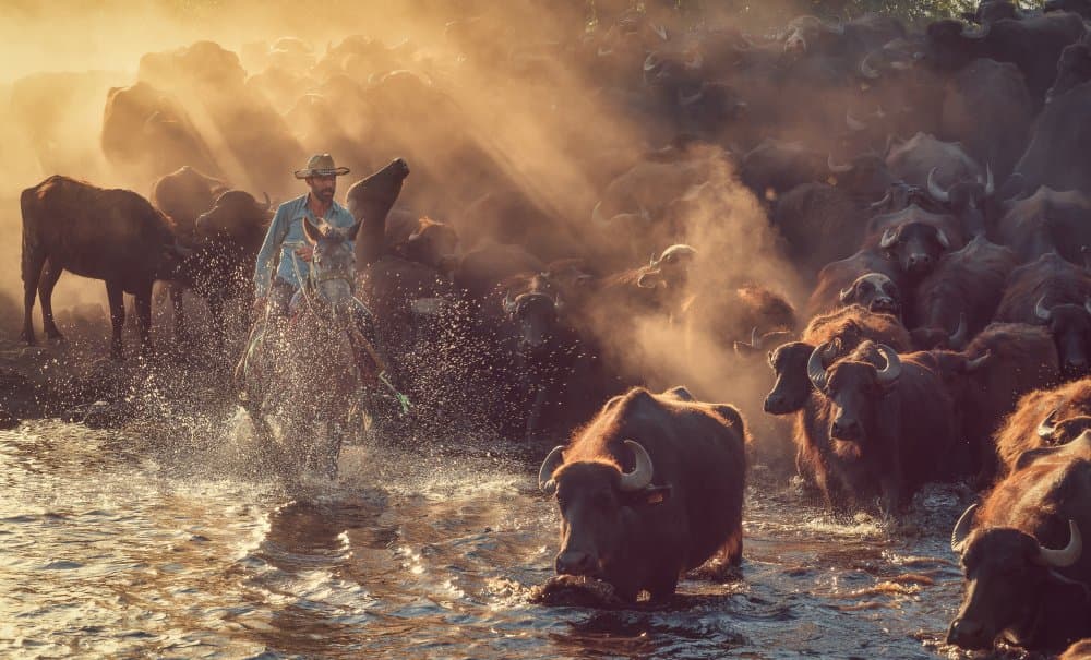 Golden Light Buffalo Drive by Meriç Aktar — canvas wall art