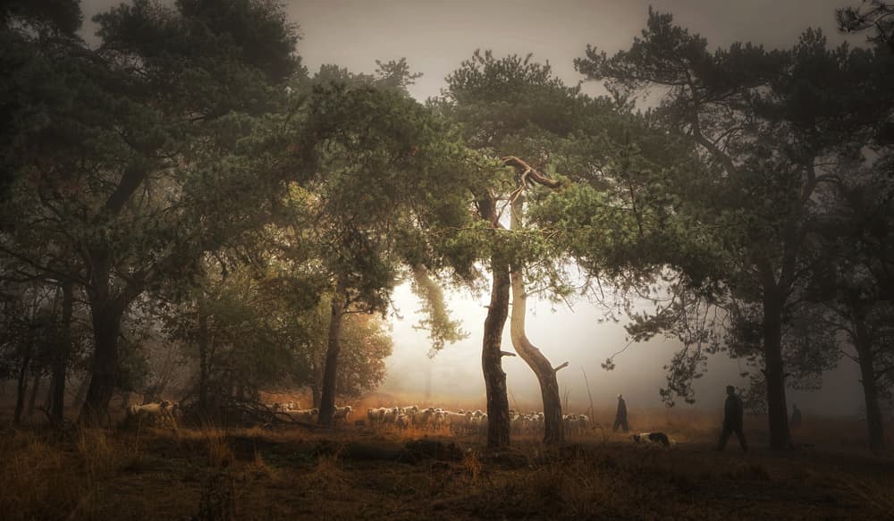 Shepherd's Misty Morning by Saskia Dingemans — canvas wall art