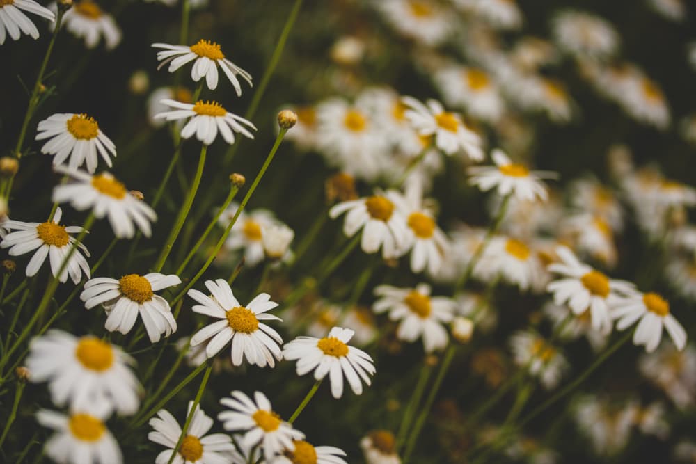 Blooming White Daisies by engin akyurt — canvas wall art