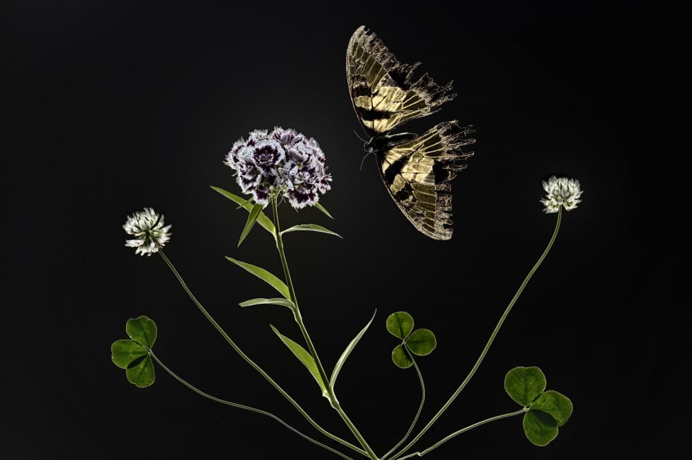Golden Butterfly Bloom by Yuzheng Ren — canvas wall art