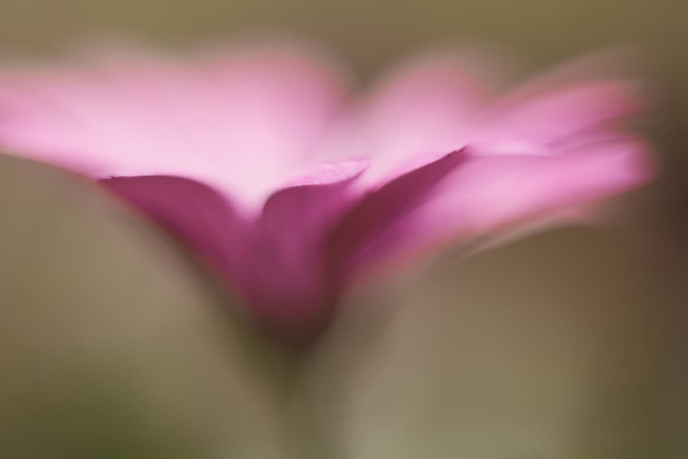 Soft Pink Abstract Flower by Penny Myles — canvas wall art