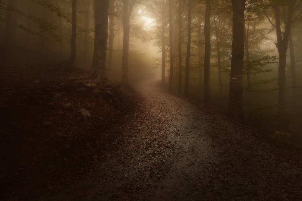 Misty Forest Path by Filippo Manini — canvas wall art