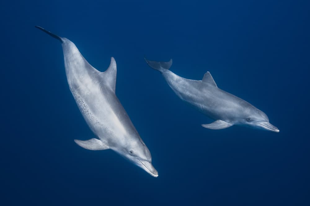Swimming Dolphins Duo by Barathieu Gabriel — canvas wall art