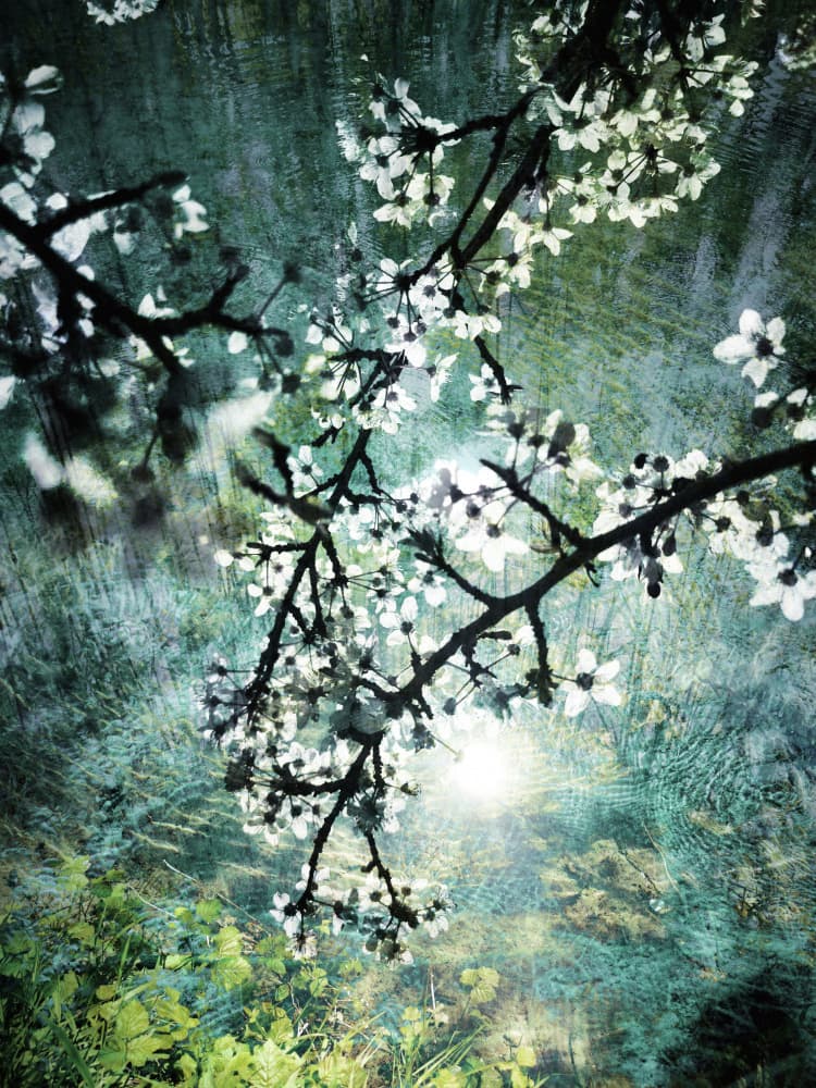 Ethereal Forest Bloom by Angelo Cerantola — canvas wall art