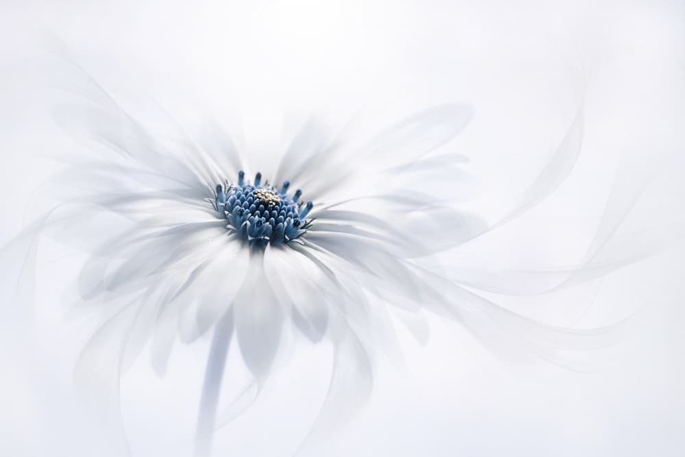 Delicate White Bloom by Jacky Parker — canvas wall art
