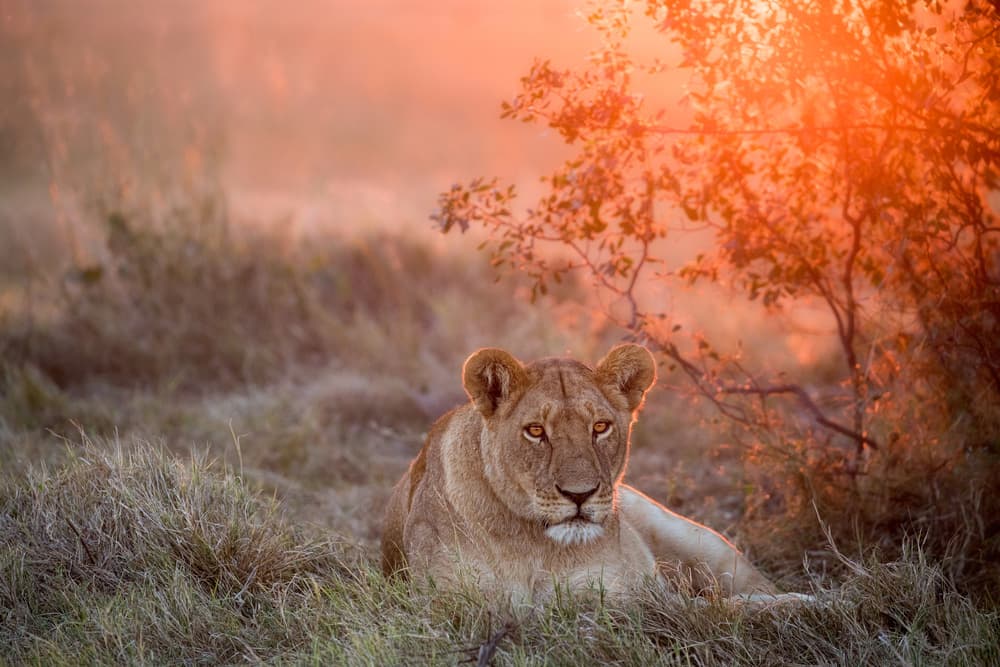 Golden Hour Lioness by Alessandro Catta — canvas wall art