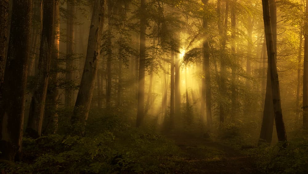 Enchanted Forest Path by Norbert Maier — canvas wall art