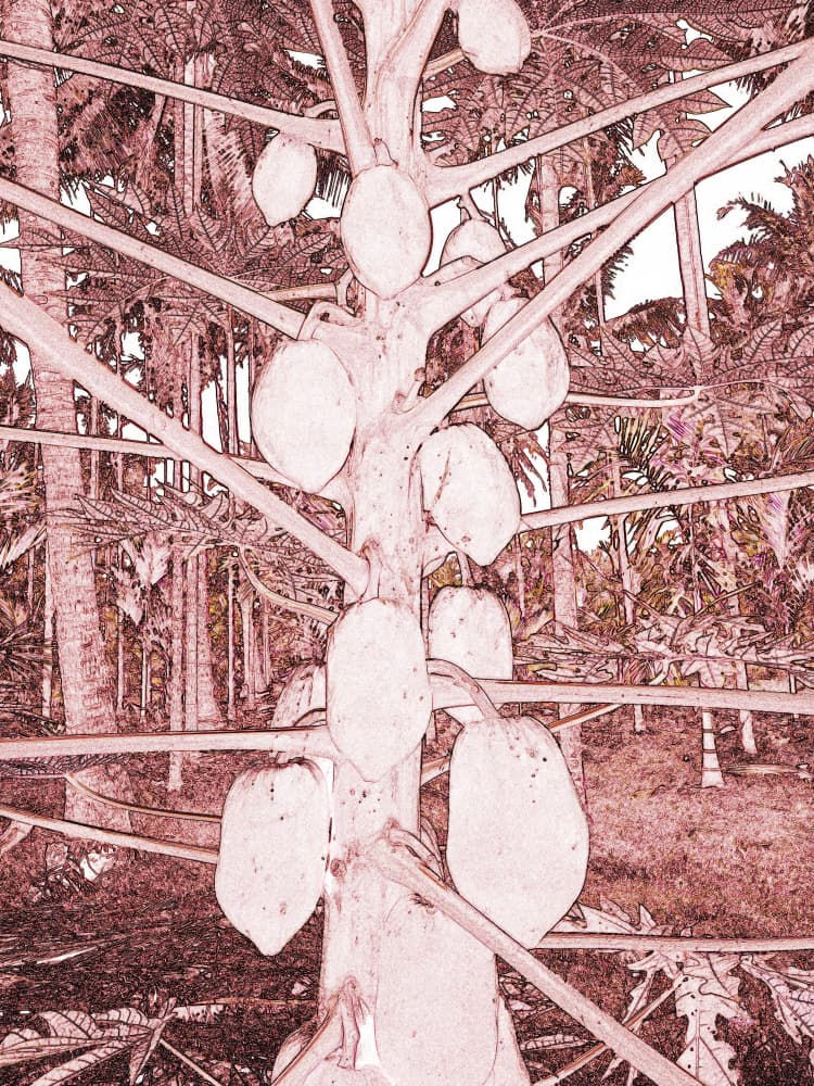 Papaya Tree Sketch by Santhosh ch — canvas wall art