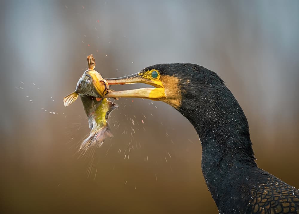Wild Cormorant Fishing by Annie Poreider — canvas wall art