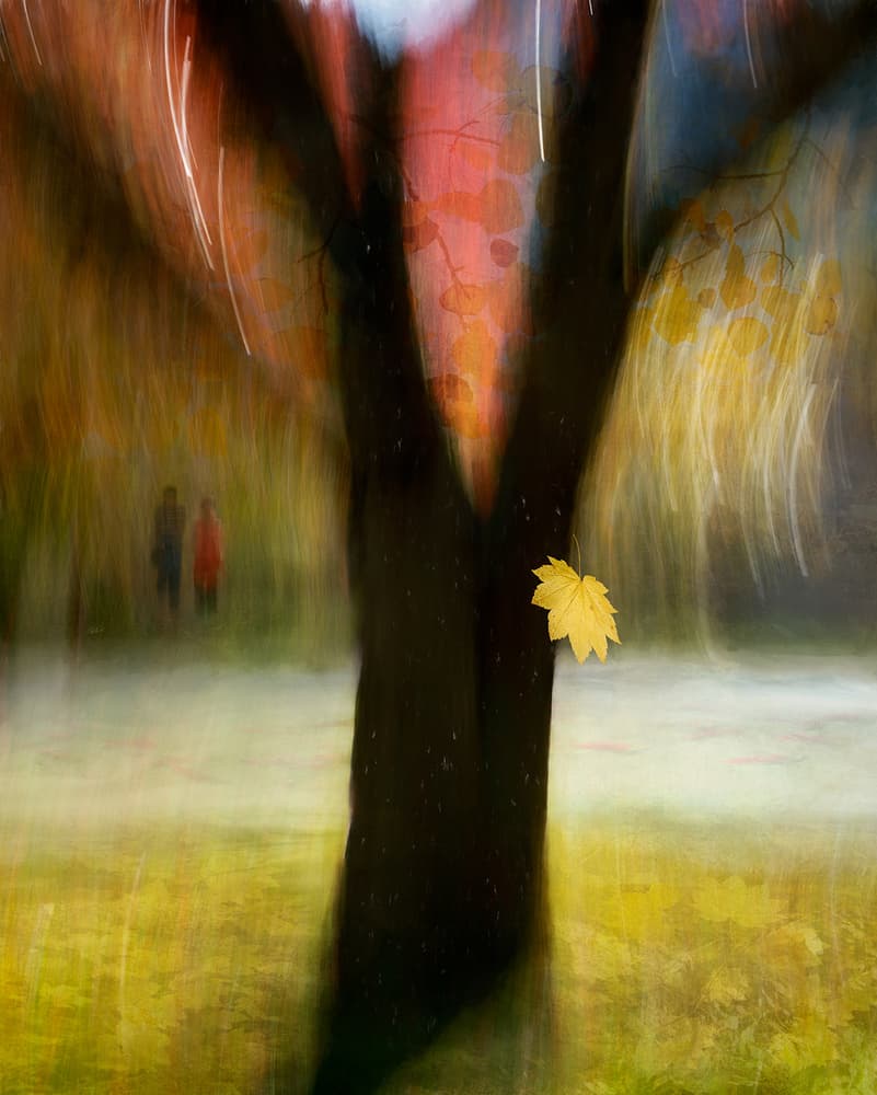 Dreamy Autumn Leaves by Shenshen Dou — canvas wall art
