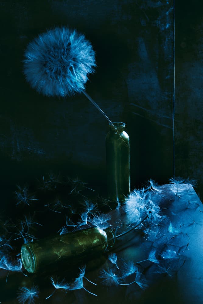 Moody Dandelion Seeds by Golubeva Nataly — canvas wall art