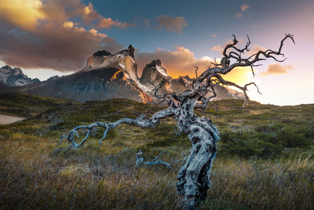 Gnarled Tree Patagonia Sunset by Li Ying — canvas wall art