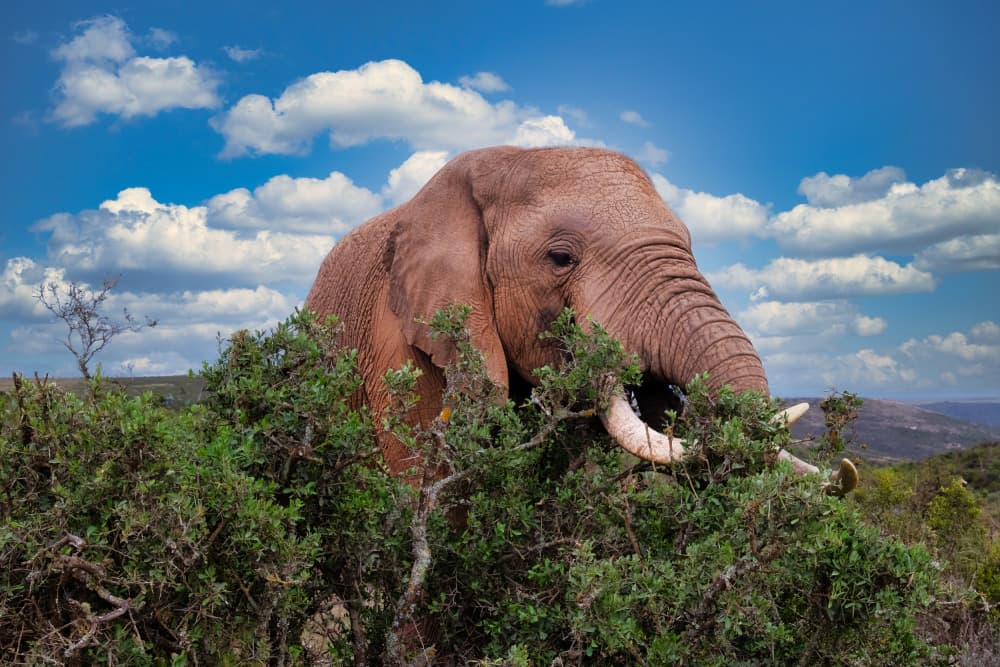 African Elephant Feeding by Dan Edwards — canvas wall art