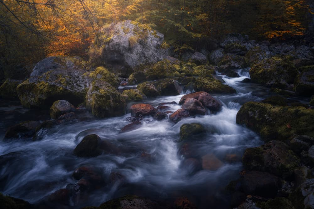Golden Forest Stream by Thomas de Franzoni — canvas wall art