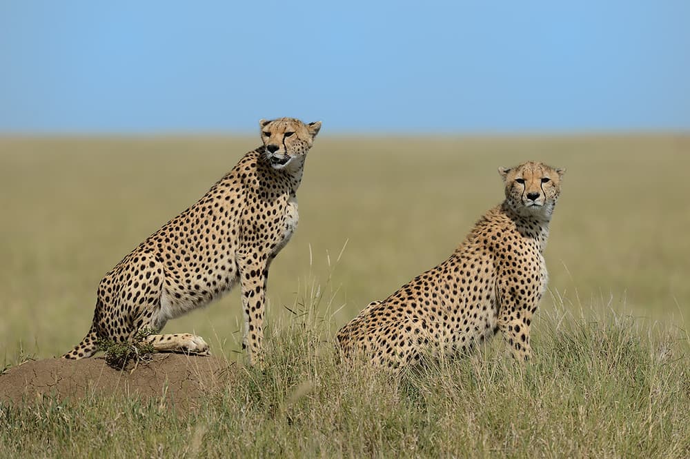 African Savanna Cheetahs by Marco Pozzi — canvas wall art