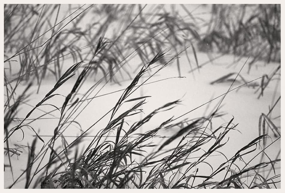 Tall Grass In Snow by Jeremy Holthuysen — canvas wall art
