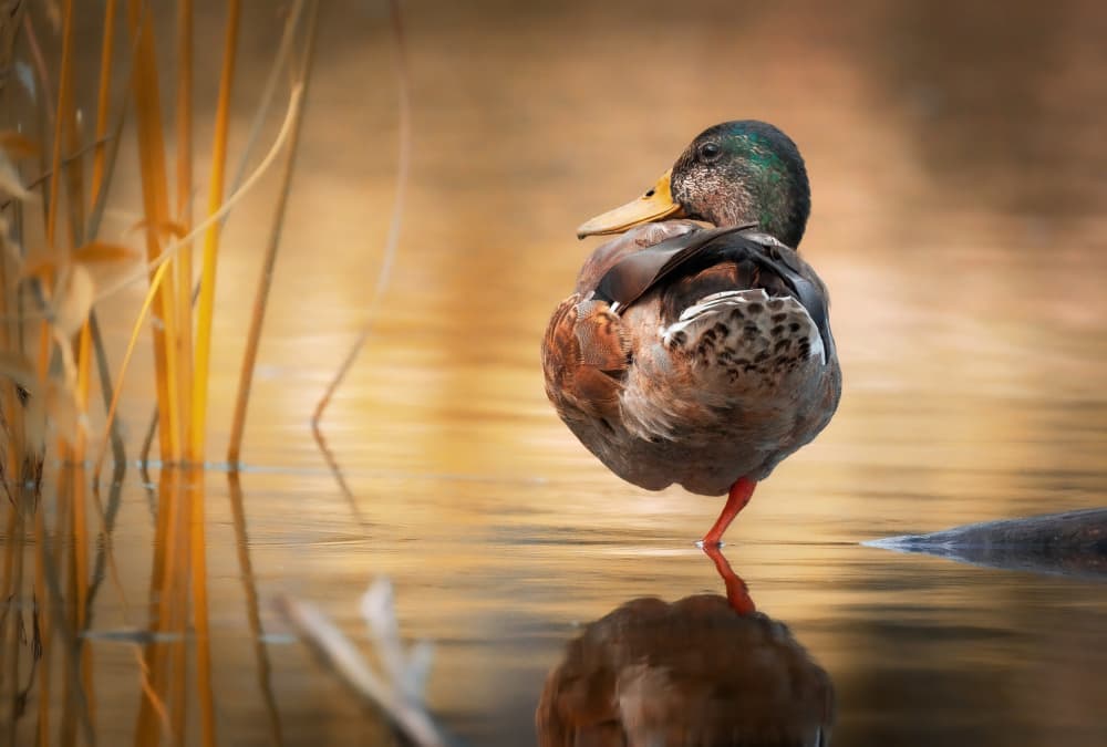 Peaceful Duck Reflection by Guy Wilson — canvas wall art