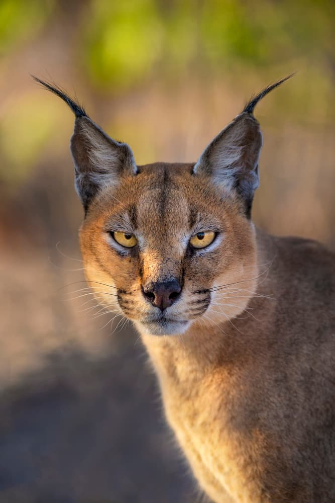 Intense Caracal Gaze by Mario Moreno — canvas wall art