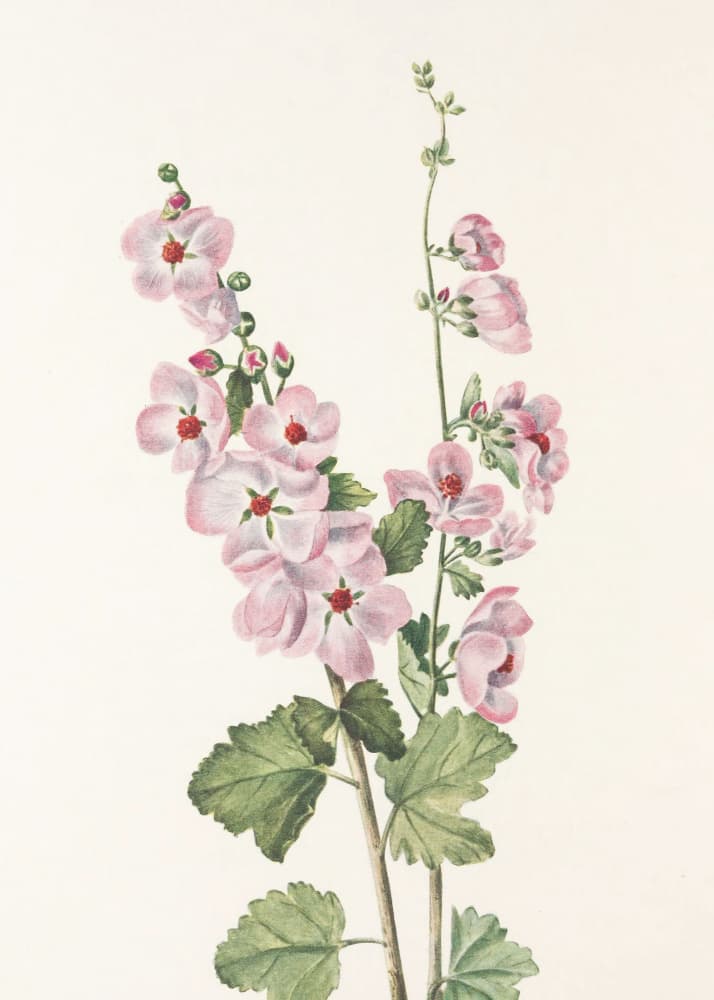 Orange Eye Globemallow From North American Wildflowers (1925) By Mary Vaux Walcott by Mary Vaux Walcott — canvas wall art