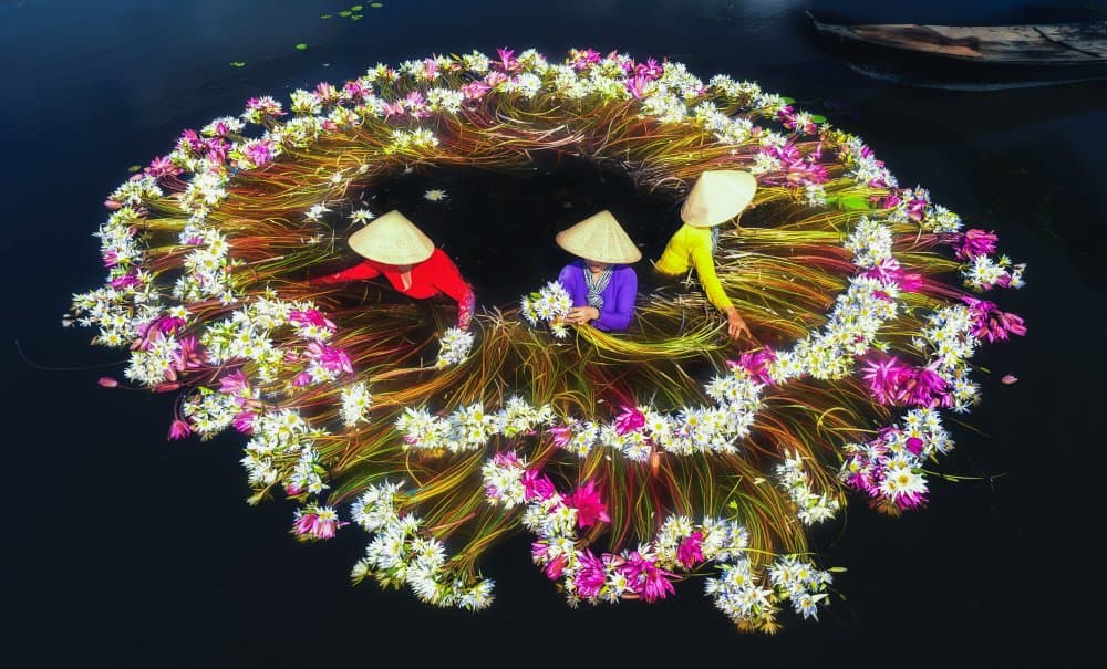 Vibrant Water Lily Harvest by Nguyen Tan Tuan — canvas wall art