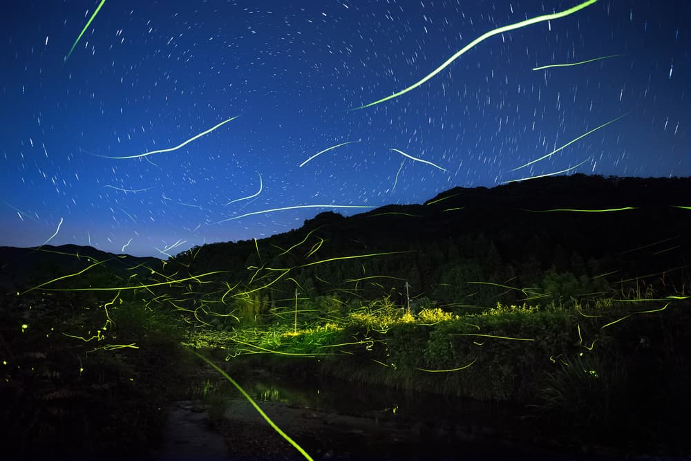 Firefly Trails Starry Night by Tsuneya Fujii — canvas wall art