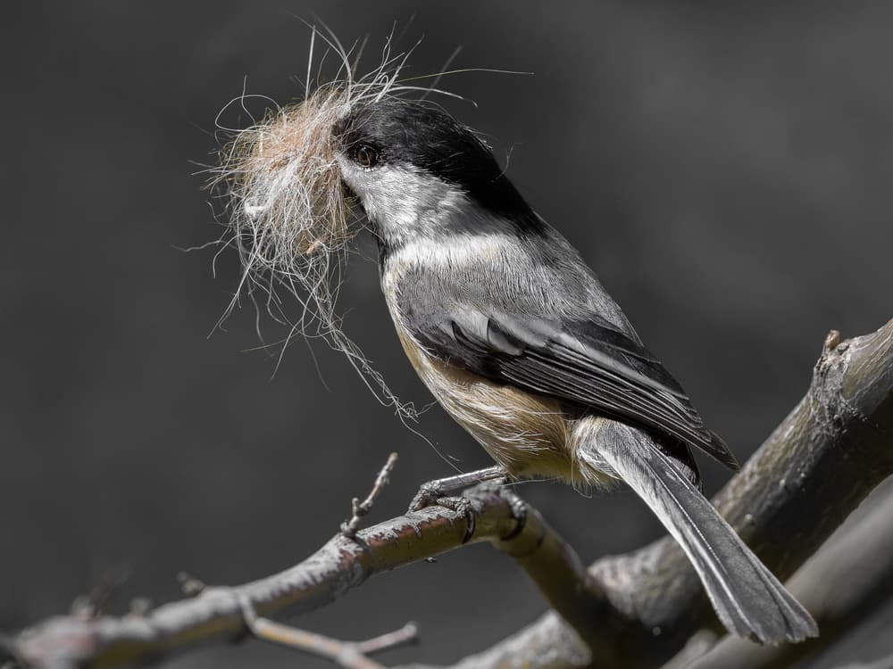 Busy Chickadee Nesting by Patrick Dessureault — canvas wall art