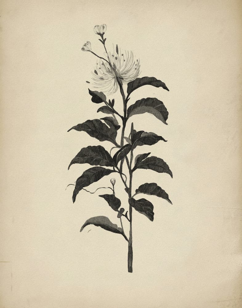 Vintage Botanical Illustration by Josie George — canvas wall art