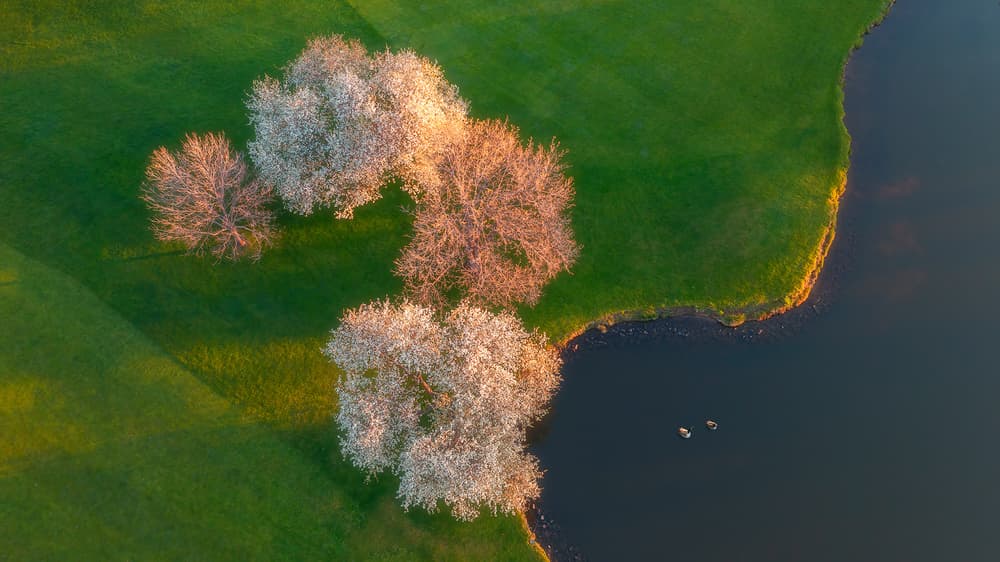 Blooming Trees by Lake by Mei Xu — canvas wall art