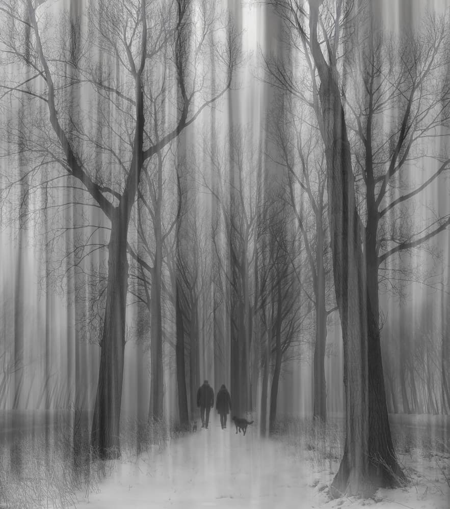 Misty Forest Path by Yvette Depaepe — canvas wall art