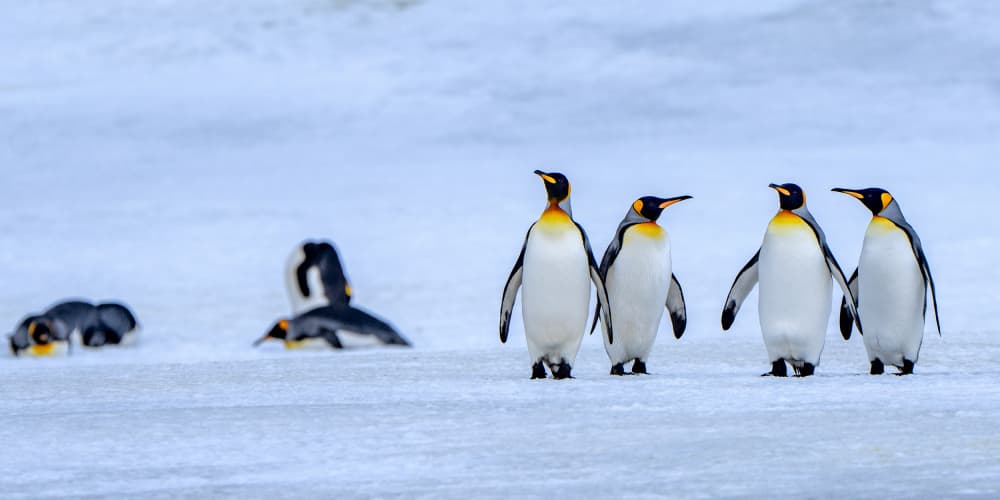 King Penguins On Ice by Hung Tsui — canvas wall art