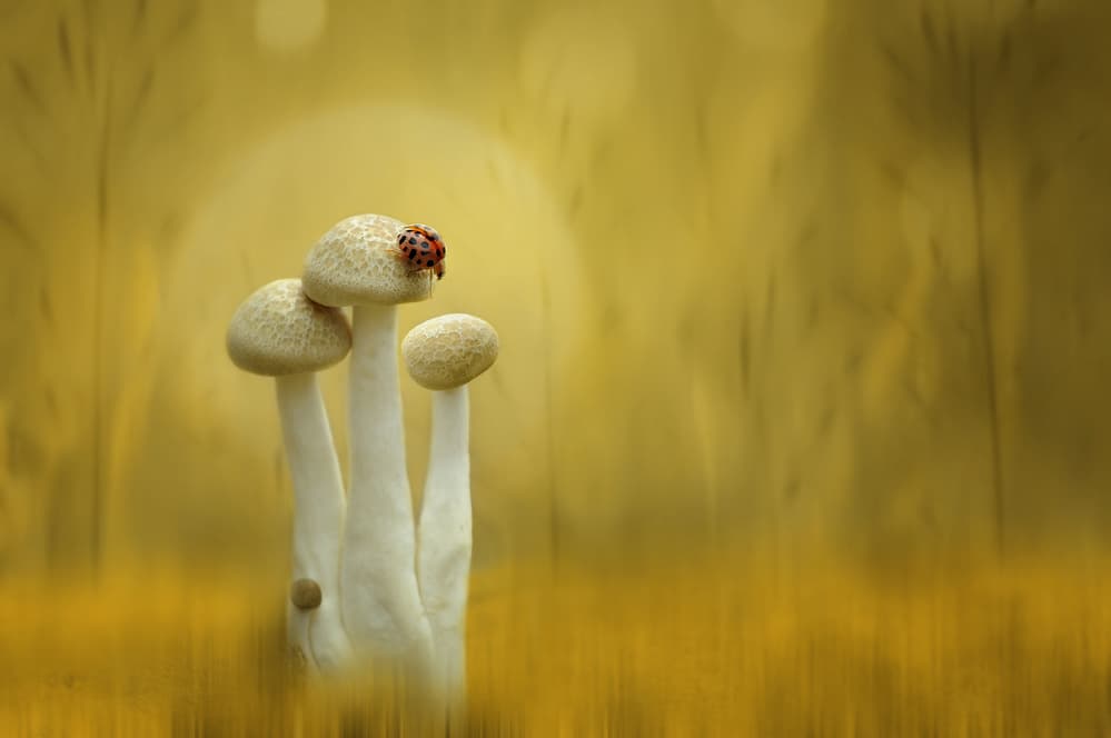 Ladybug on Golden Mushrooms by Edy Pamungkas — canvas wall art