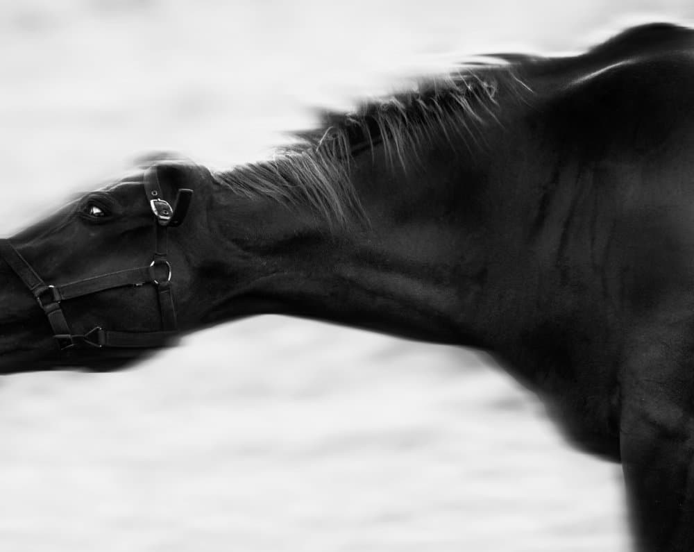 Dark Horse Running by Yu Cheng — canvas wall art