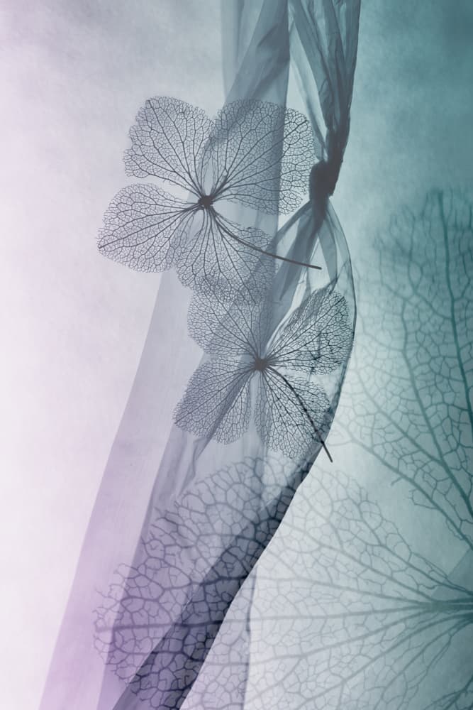 Ethereal Botanical Flow by Shihya Kowatari — canvas wall art
