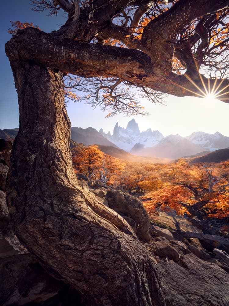 Ancient Tree Mountain Glow by Damon Hao — canvas wall art