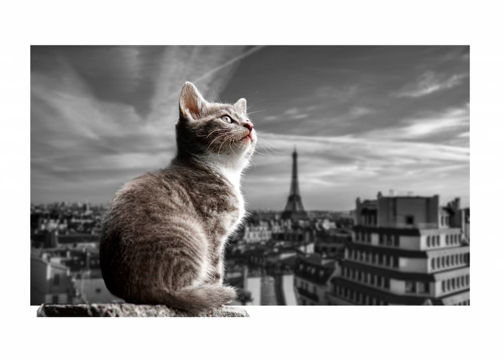Kitten in Paris by Fadil Roze — canvas wall art