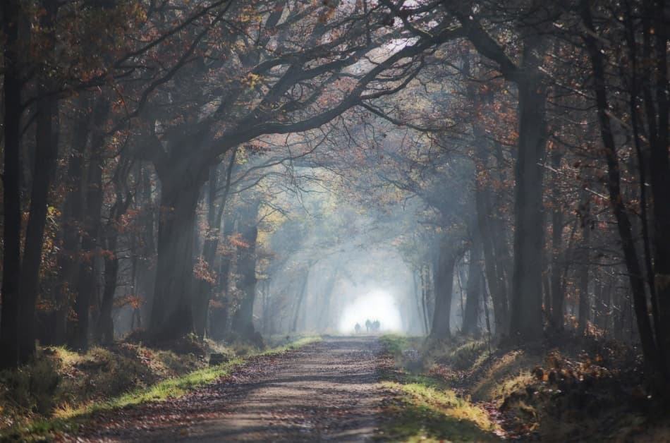 Misty Forest Path by Anna Cseresnjes — canvas wall art