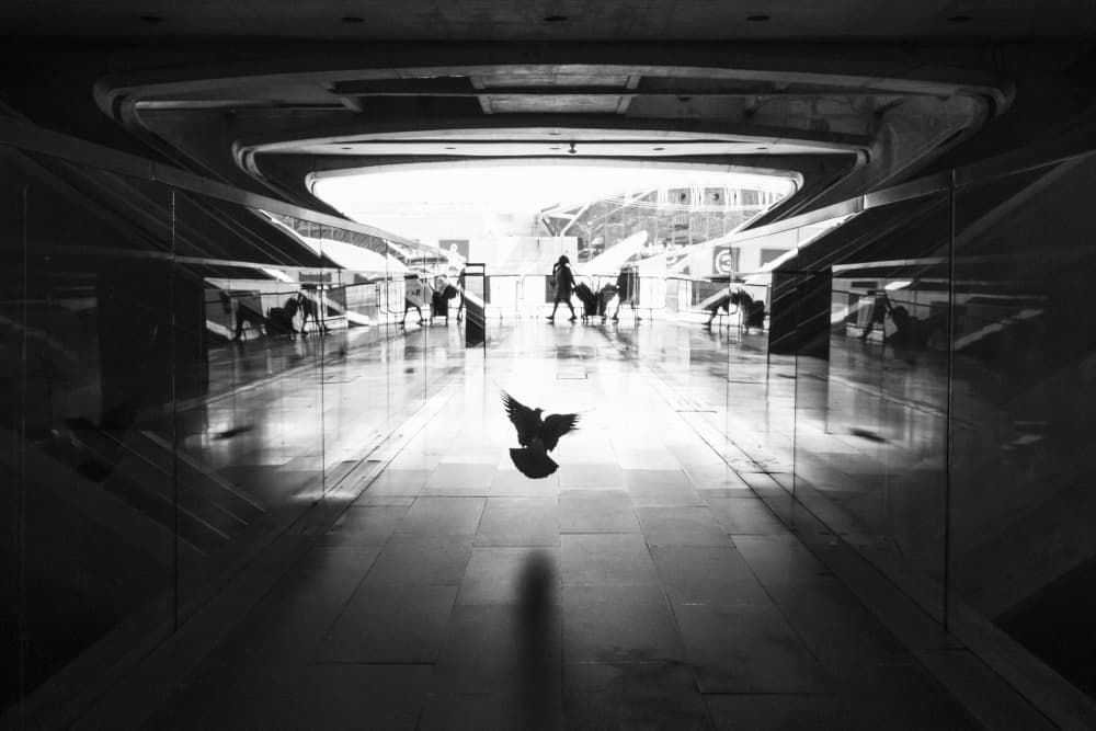 Urban Bird Flight by Sebastian Prioteasa — canvas wall art