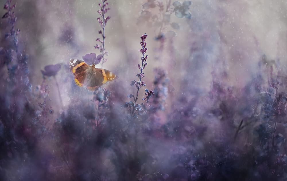 Dreamy Purple Butterfly by Heidi Westum — canvas wall art