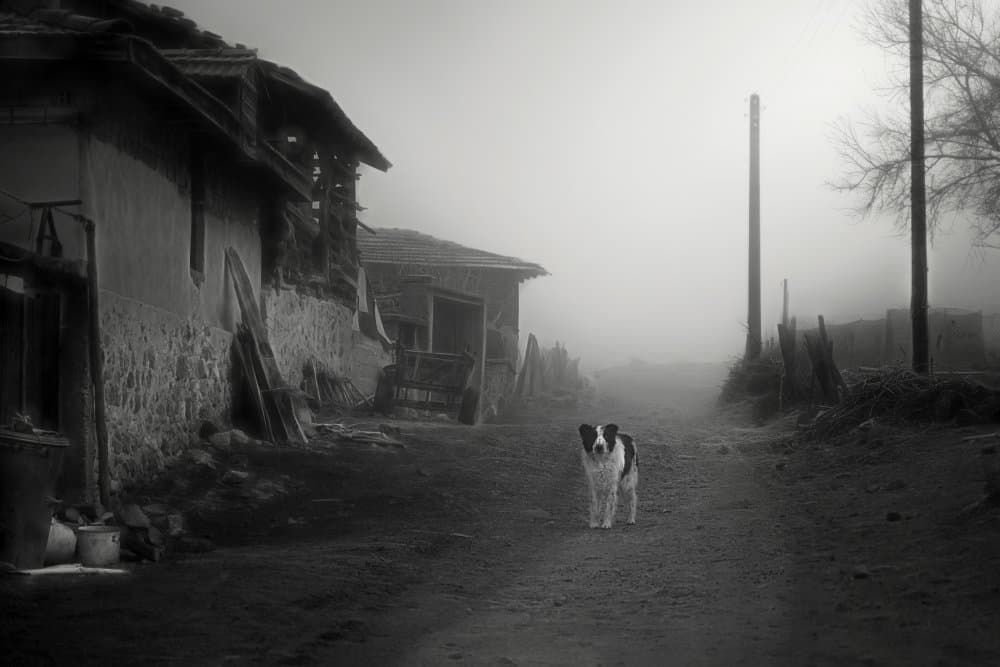 Misty Village Dog by Todor Tanev — canvas wall art
